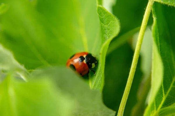 Ladybug Κάθεται Φρέσκο Πράσινο Γρασίδι Ρηχό Βάθος Του Πεδίου — Φωτογραφία Αρχείου