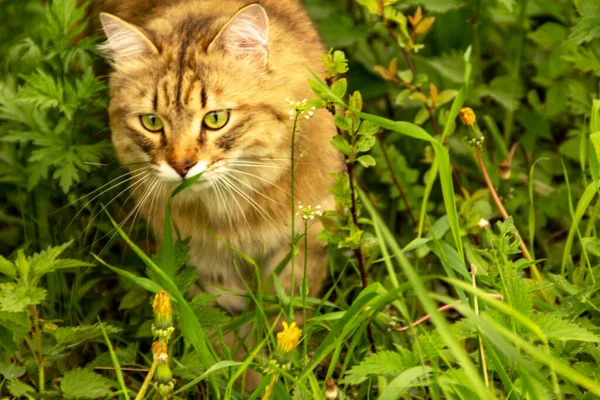 Gato Gengibre Fofo Jardim Vegetação Caminha Come Grama — Fotografia de Stock