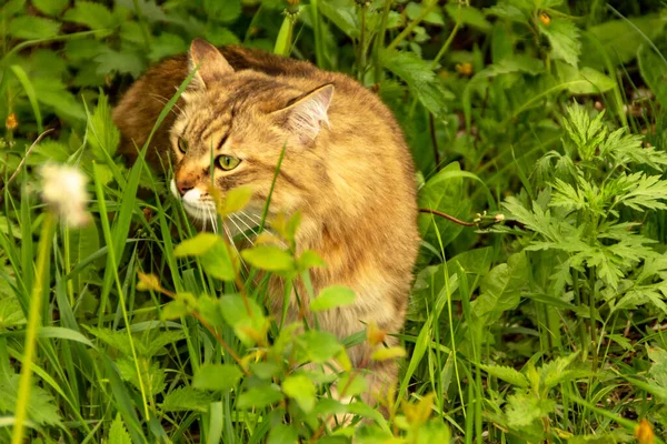 Flauschige Ingwerkatze Garten Grünen Geht Spazieren Und Frisst Gras — Stockfoto