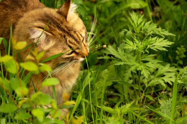 Fluffy Jengibre Gato Jardín Vegetación Paseos Come Hierba — Foto de Stock