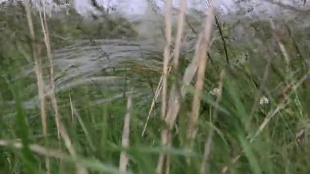 Field Dry Feather Grass Calm View Peaceful Landscape Feather Reeds — Stock Video