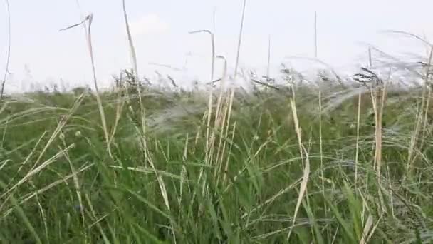 Field Dry Feather Grass Calm View Peaceful Landscape Feather Reeds — Stock Video