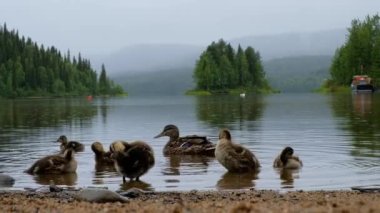 Paanajarvi gölünde ördekli ana ördek yağmurda, Paanajarvi Milli Parkı