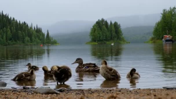Canard Mère Avec Des Canetons Sur Lac Paanajarvi Sous Pluie — Video