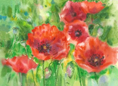 haşhaş kırmızı çiçekler