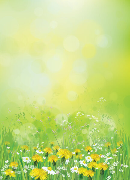 Background with chamomiles and dandelions