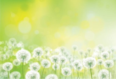 Beyaz karahindiba ile bokeh arka plan vektörü. Beyaz karahindiba otlağı.