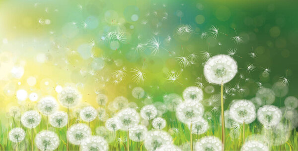 Vector spring bokeh background with white dandelions.