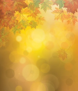 sonbahar vektör yaprak
