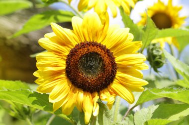 Ayçiçeği güneş ışığı.