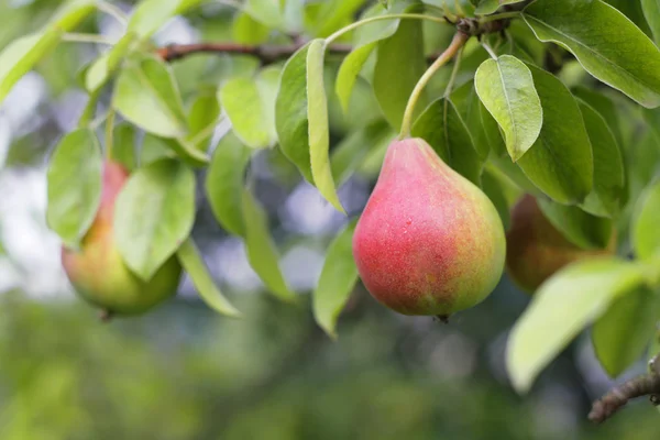 Pear fruits in garden. — Stock Photo, Image