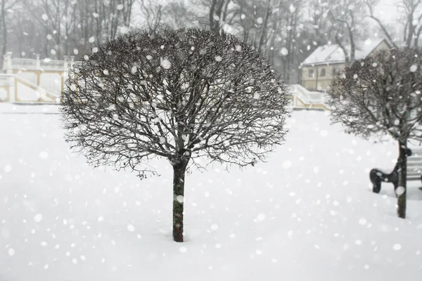 Inverno parco innevato — Foto Stock