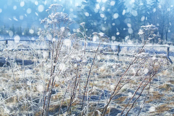 Zimní zasněžená krajina — Stock fotografie