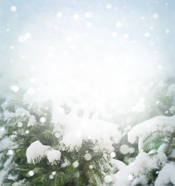 Зимний фон с ветвями ели — стоковое фото