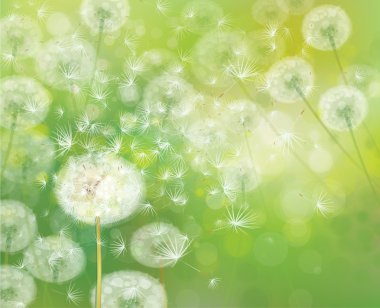 vektör bahar arka plan beyaz dandelions ile.