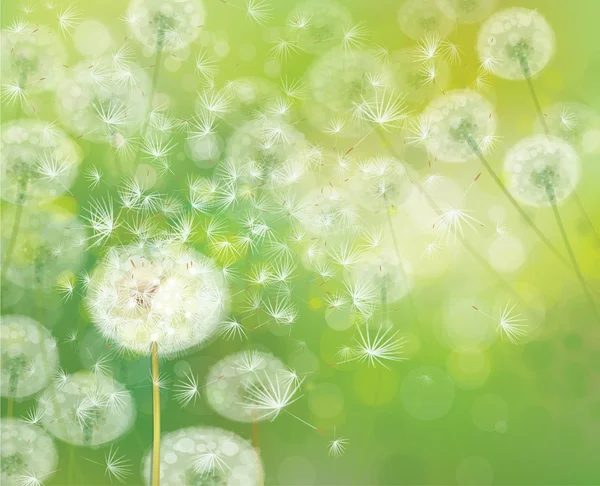 Vector spring background with white dandelions. — Stock Vector
