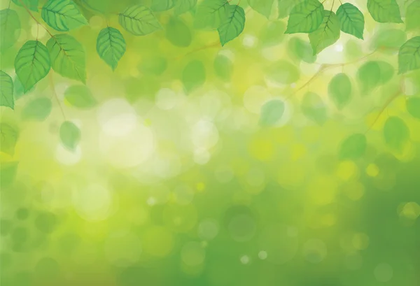 Зеленые березовые листья — стоковый вектор