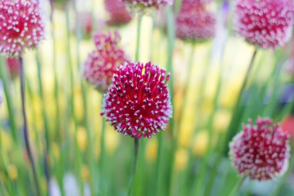 Dekoratif allium çiçekler — Stok fotoğraf