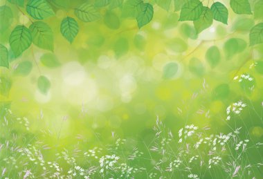 Huş ağacı yaprakları ve çiçekleri