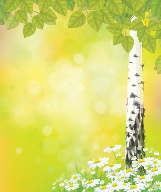 Yeşil chamomiles ile huş