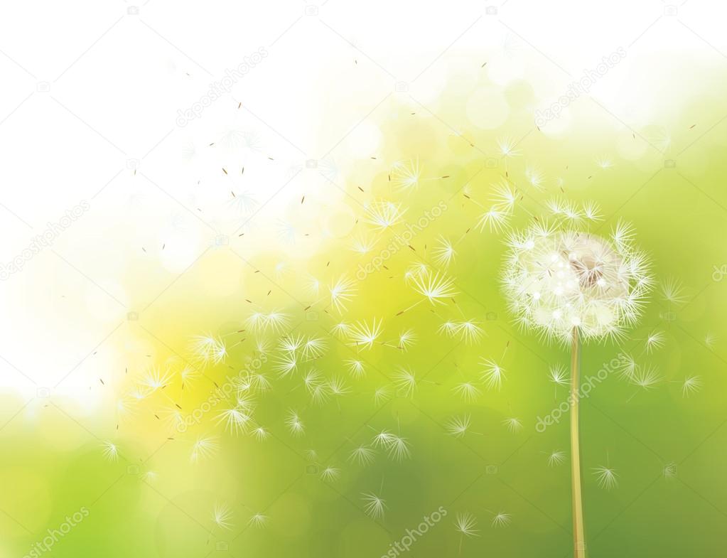 Spring  white dandelion.