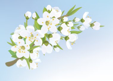 elma ağacı çiçek şube