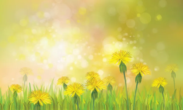 Spring background with yellow dandelions. — Stock Vector