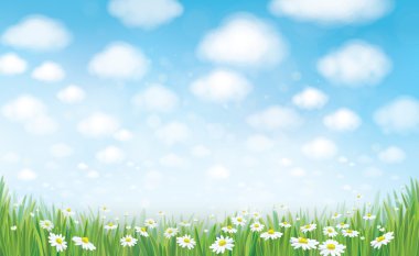 Yaz çayır chamomiles ile