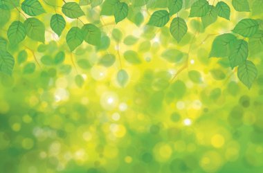 Huş ağacı yeşil yaprakları