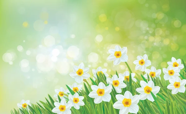 Narcisos flores sobre fondo — Vector de stock