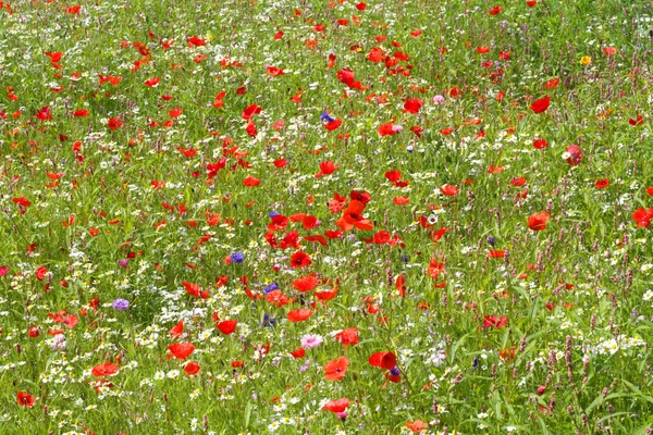 Blossoming meadow  with poppy flowers — Stock Photo, Image