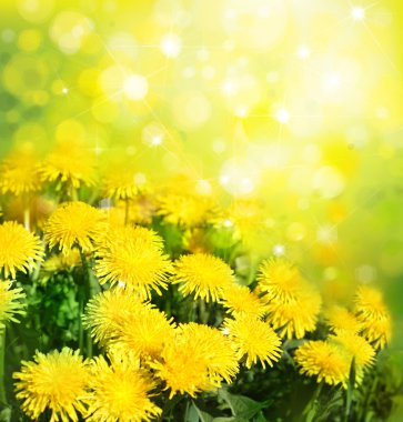 Sarı dandelions çiçeklenme