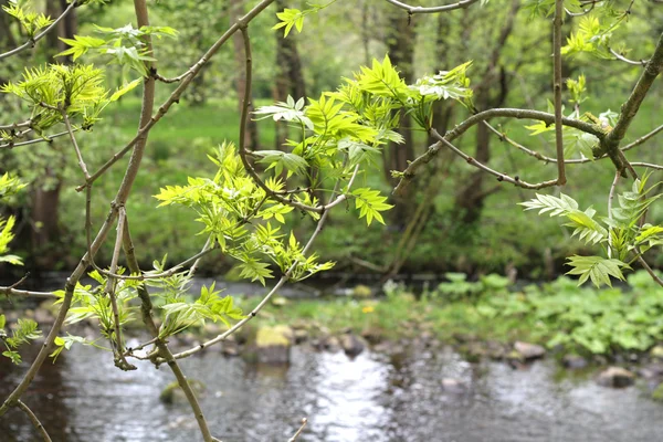 Floresta de árvores de primavera . — Fotografia de Stock