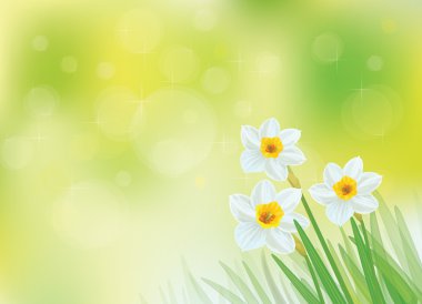 Beyaz nergis çiçekleri