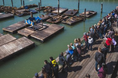 San Francisco, ABD: 30 Mart 2019: Balıkçı Rıhtımında deniz aslanlarını izleyen insanlar