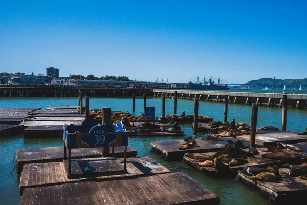 San Francisco Usa Marca 2019 Lwy Morskie Molo Nabrzeżu Fisherman — Zdjęcie stockowe