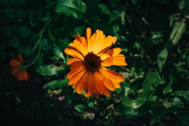 Yaprakların bulanık yeşil arkaplanı üzerindeki turuncu papatya çiçeğini kapat