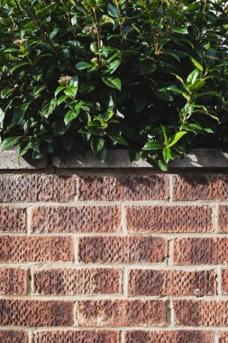 Tuğla duvarın üzerindeki yeşil çalılığın arkaplan dokusu