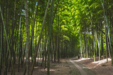 Suzhou, Jiangsu, Çin 'deki Tiger Hill' deki bambu ormanlarının yolu.