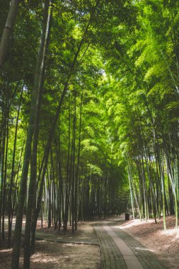 Suzhou, Jiangsu, Çin 'deki Tiger Hill' deki bambu ormanlarının yolu.