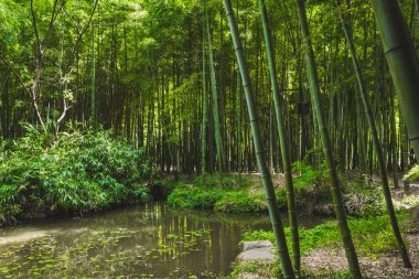 Suzhou, Jiangsu, Çin 'deki Tiger Hill (Huqiu) gölet kenarındaki bambu ormanı