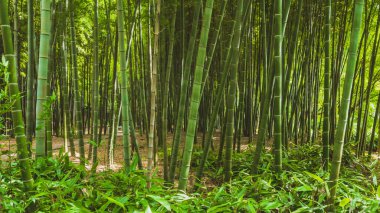 Suzhou, Jiangsu, Çin 'deki Tiger Hill (Huqiu) bambu ormanlarının manzarası