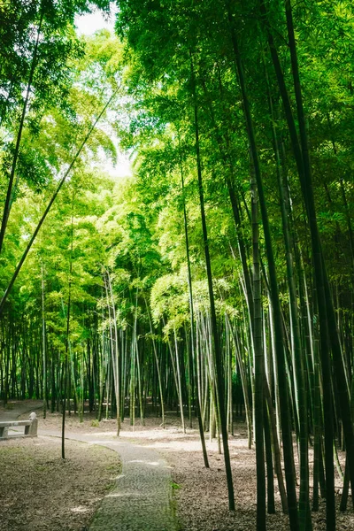 Chemin Parmi Les Forêts Bambous Sur Tiger Hill Huqiu Suzhou — Photo