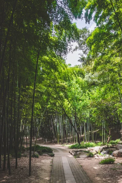 Camino Entre Bosque Bambú Colina Del Tigre Huqiu Suzhou Jiangsu — Foto de Stock