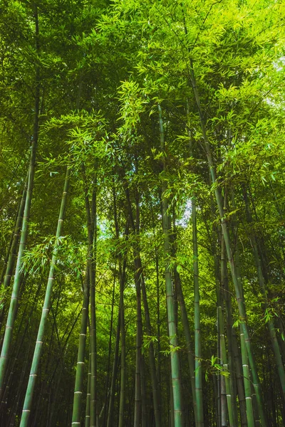Kaplan Tepesi 'ndeki bambu ormanı (Huqiu) Suzhou, Jiangsu, Çin