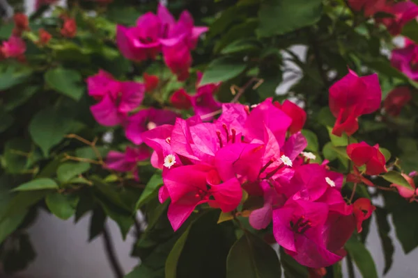 Close Pink Flower Green Leaves — Stock Photo, Image