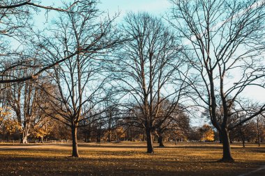 Londra, İngiltere 'deki Hyde Park' ta ağaçlar ve manzaralar