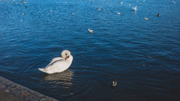 Лебеді Качки Воді Гайд Парку Лондон Велика Британія — стокове фото