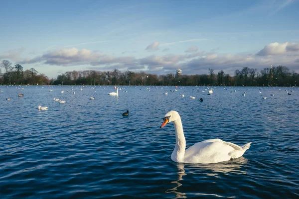 Uccelli Acqua Paesaggio Hyde Park Londra Regno Unito — Foto Stock