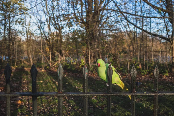 Parrot Fences Hyde Park London — Stock Photo, Image